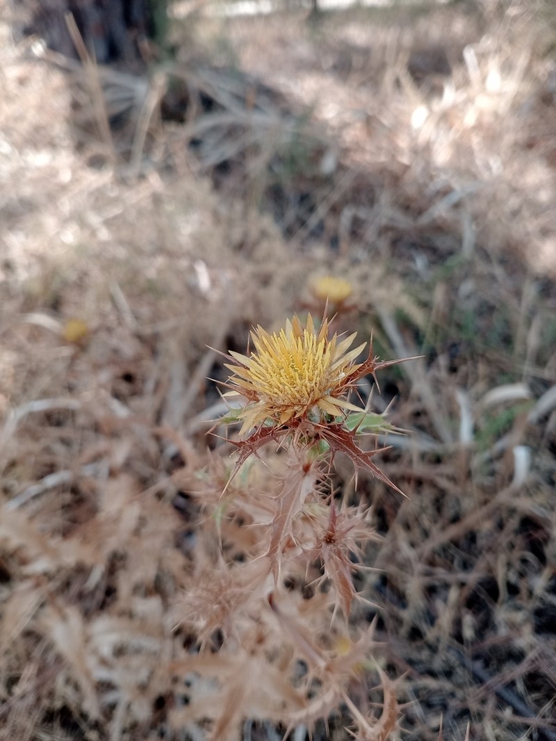 Carlina hispanica photo 3