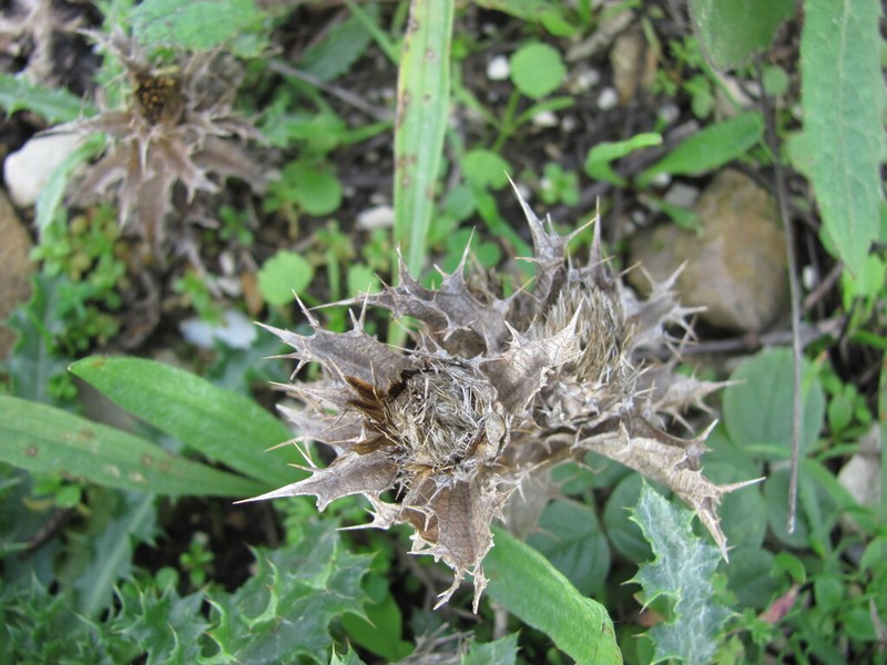 Carlina hispanica photo 4