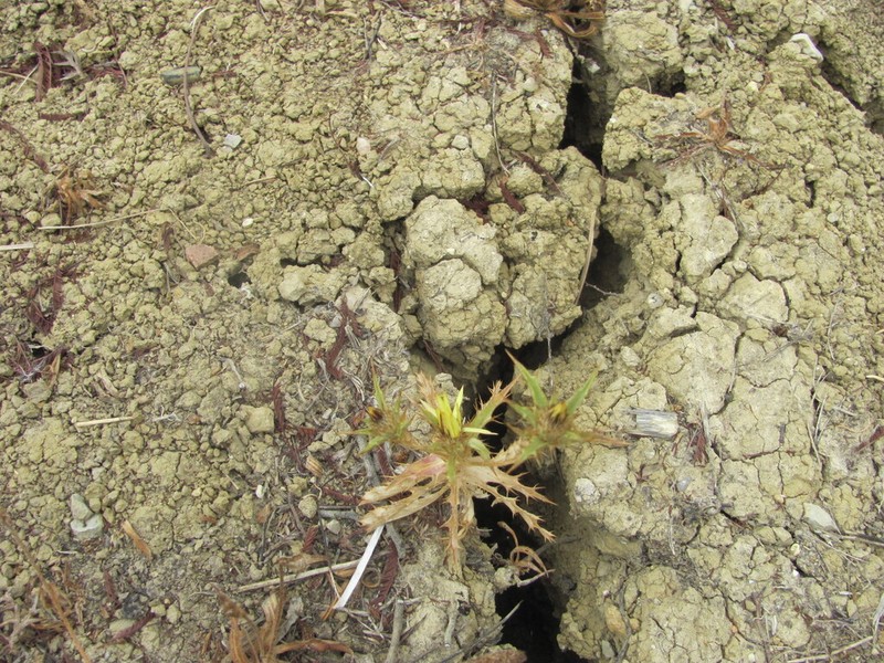 Carlina hispanica photo 5