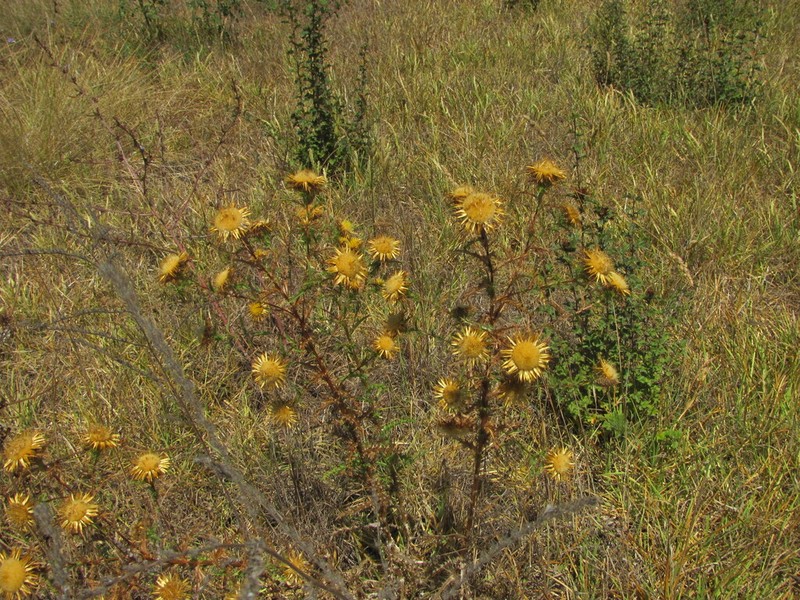 Carlina hispanica photo 6