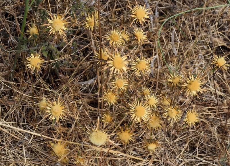 Carlina hispanica photo 7
