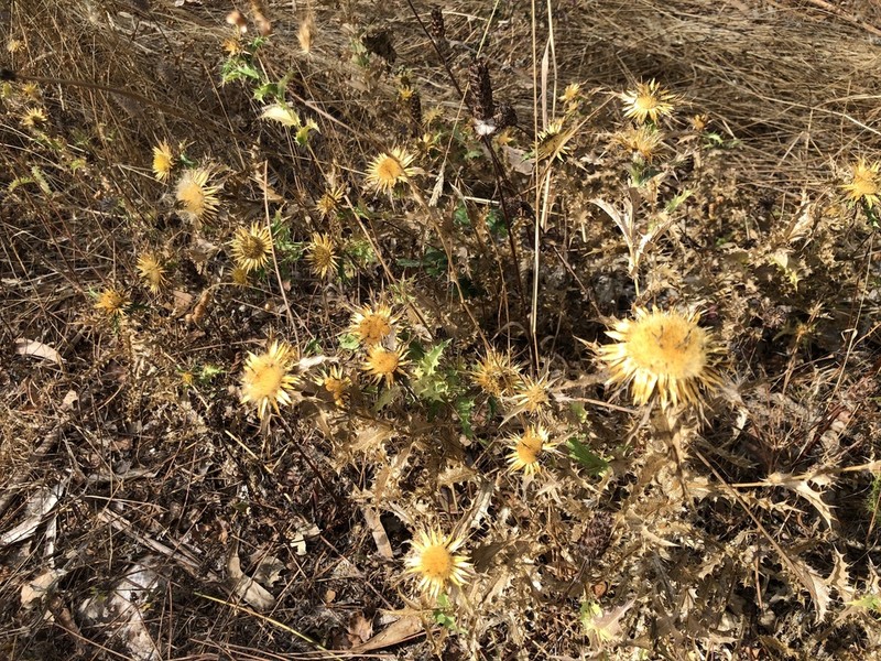 Carlina hispanica photo 8