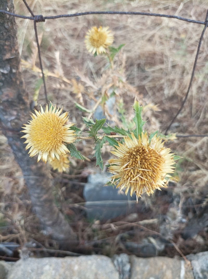 Carlina hispanica subsp. globosa