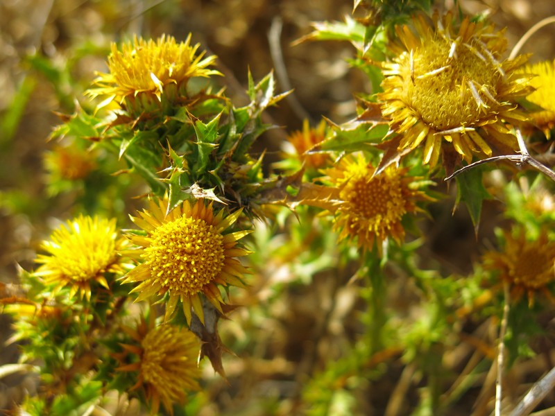 Carlina hispanica subsp. globosa photo 2