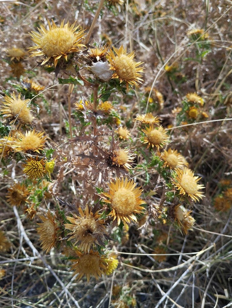 Carlina hispanica subsp. globosa photo 3
