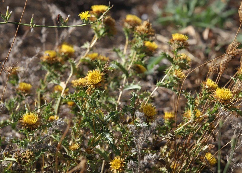 Carlina hispanica subsp. globosa photo 4