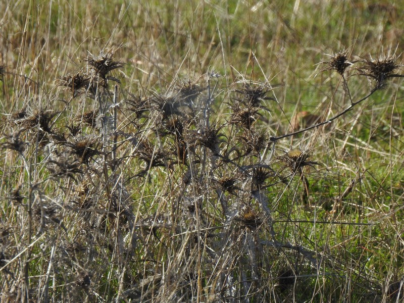 Carlina hispanica subsp. hispanica