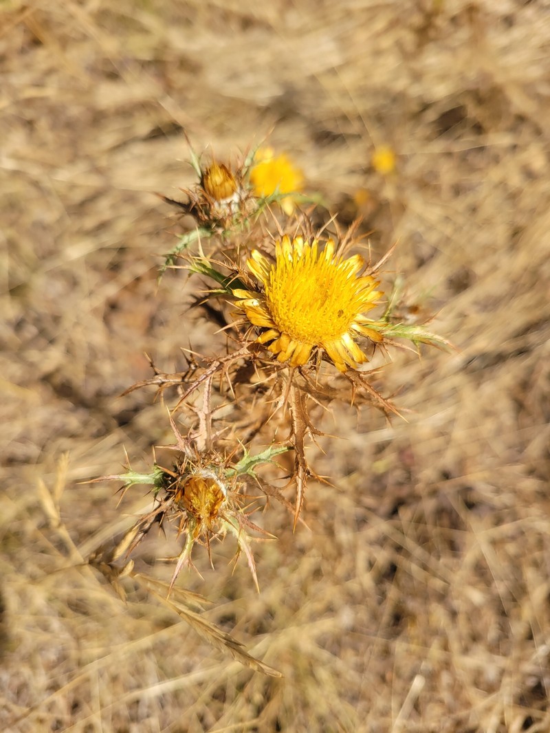 Carlina hispanica subsp. hispanica photo 2