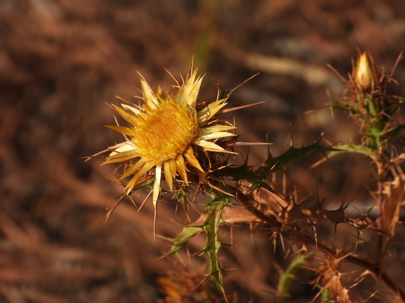 Carlina hispanica subsp. hispanica photo 3