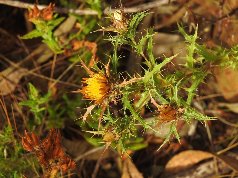 Carlina hispanica subsp. hispanica photo 4