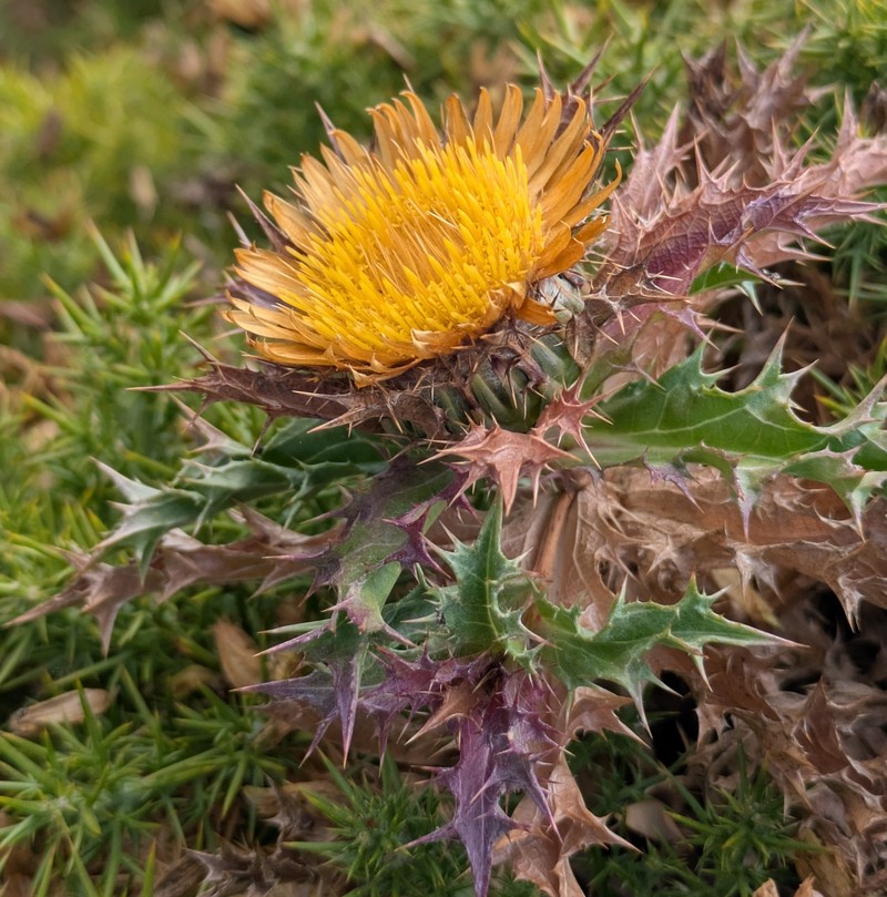 Carlina hispanica subsp. major