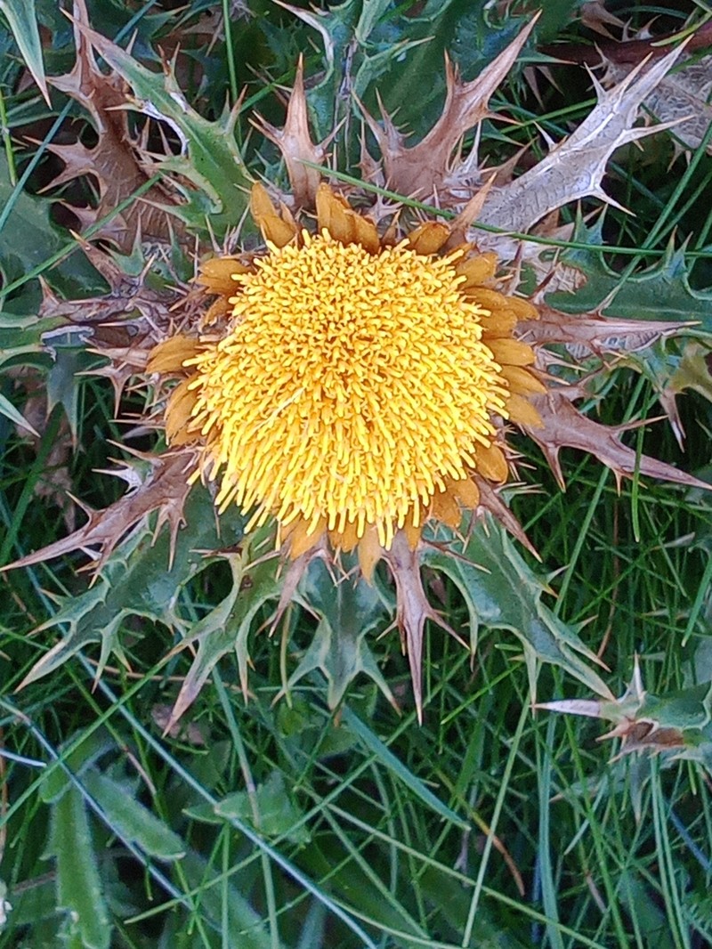 Carlina hispanica subsp. major photo 2