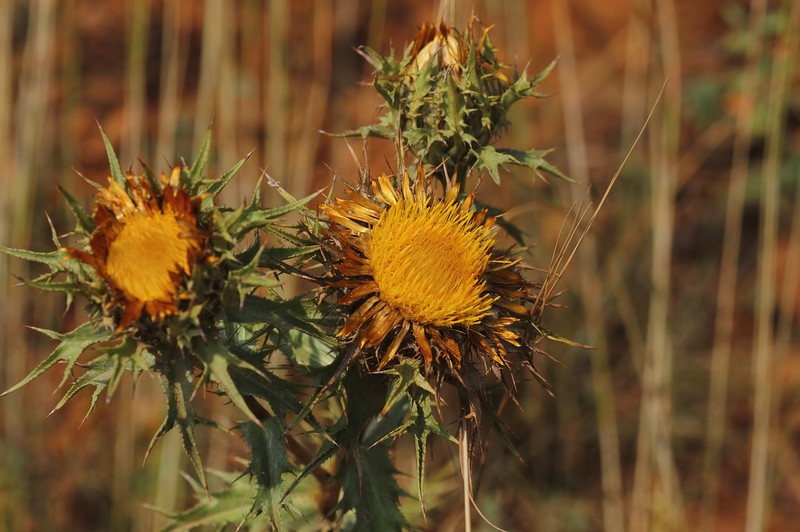 Carlina involucrata