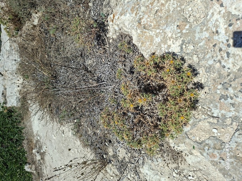 Carlina involucrata photo 2
