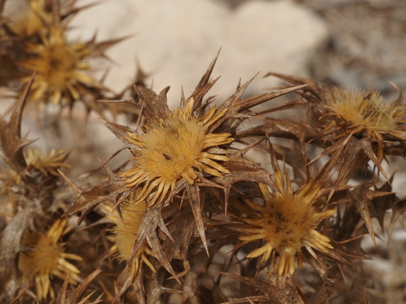 Carlina involucrata photo 3
