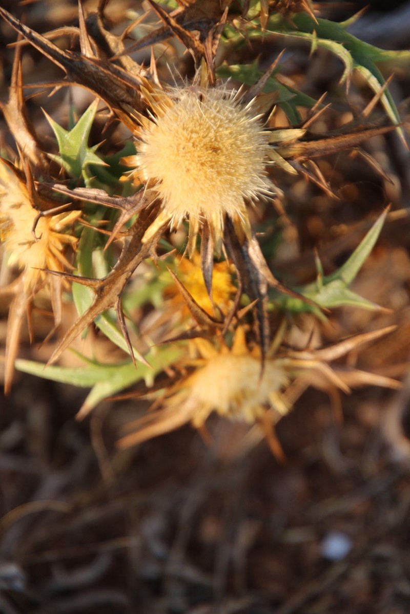 Carlina involucrata photo 4