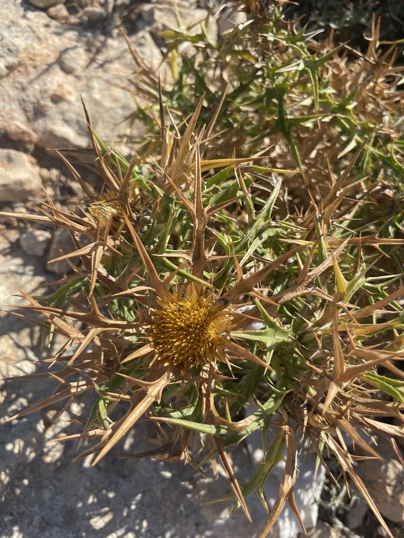 Carlina involucrata photo 5