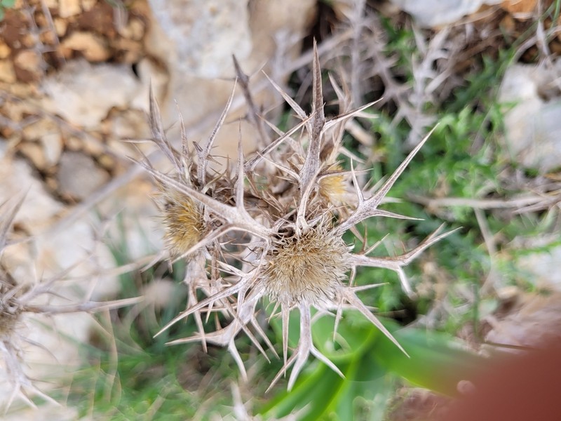 Carlina involucrata photo 6