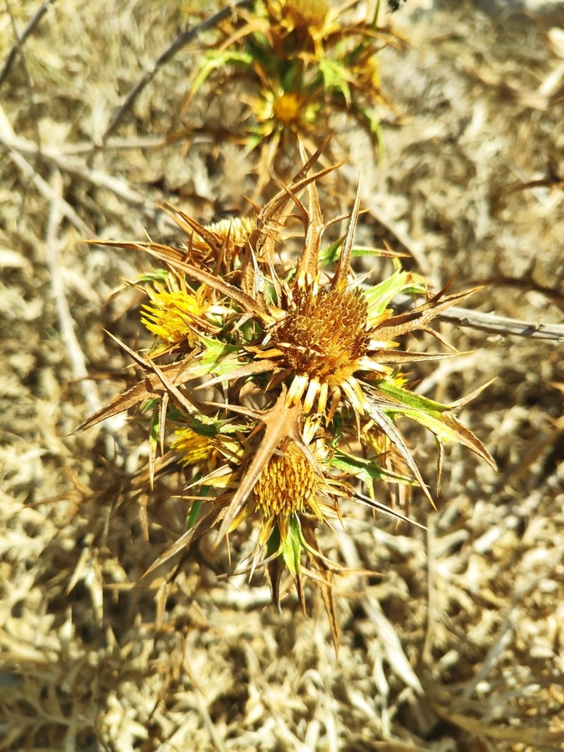 Carlina involucrata photo 7