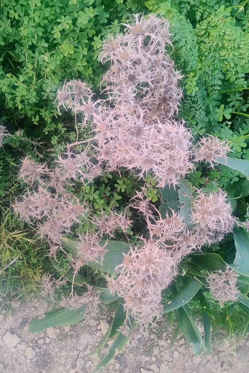 Carlina involucrata photo 8