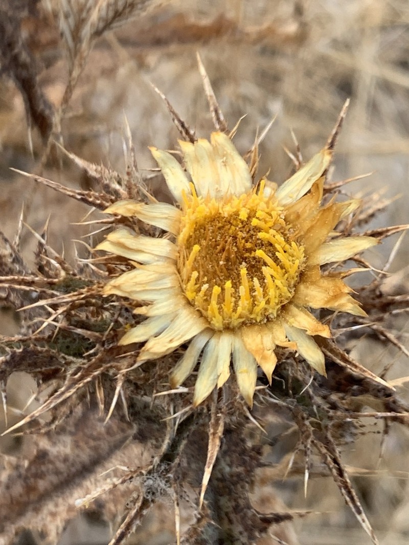 Carlina kurdica photo 4