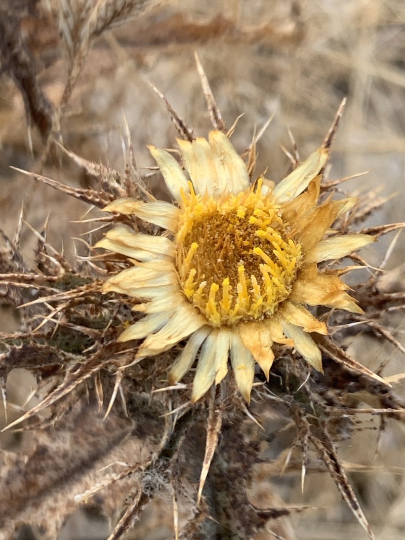 Carlina kurdica photo 6