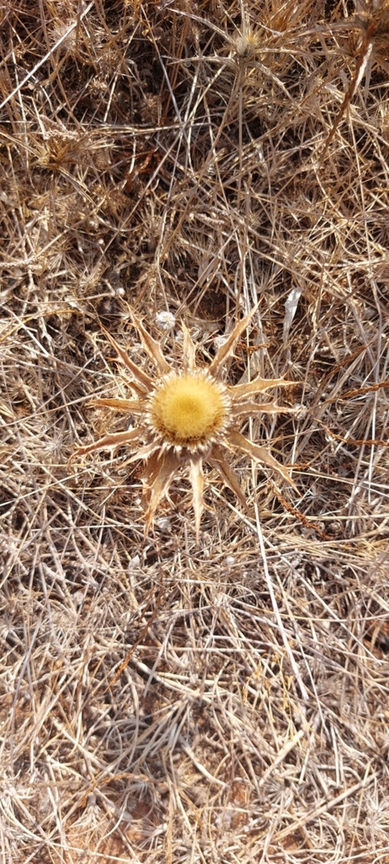 Carlina lanata