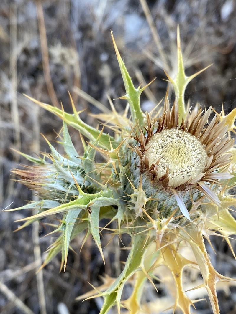 Carlina lanata photo 2