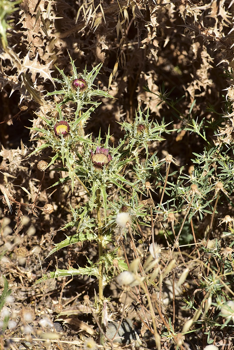 Carlina lanata photo 3