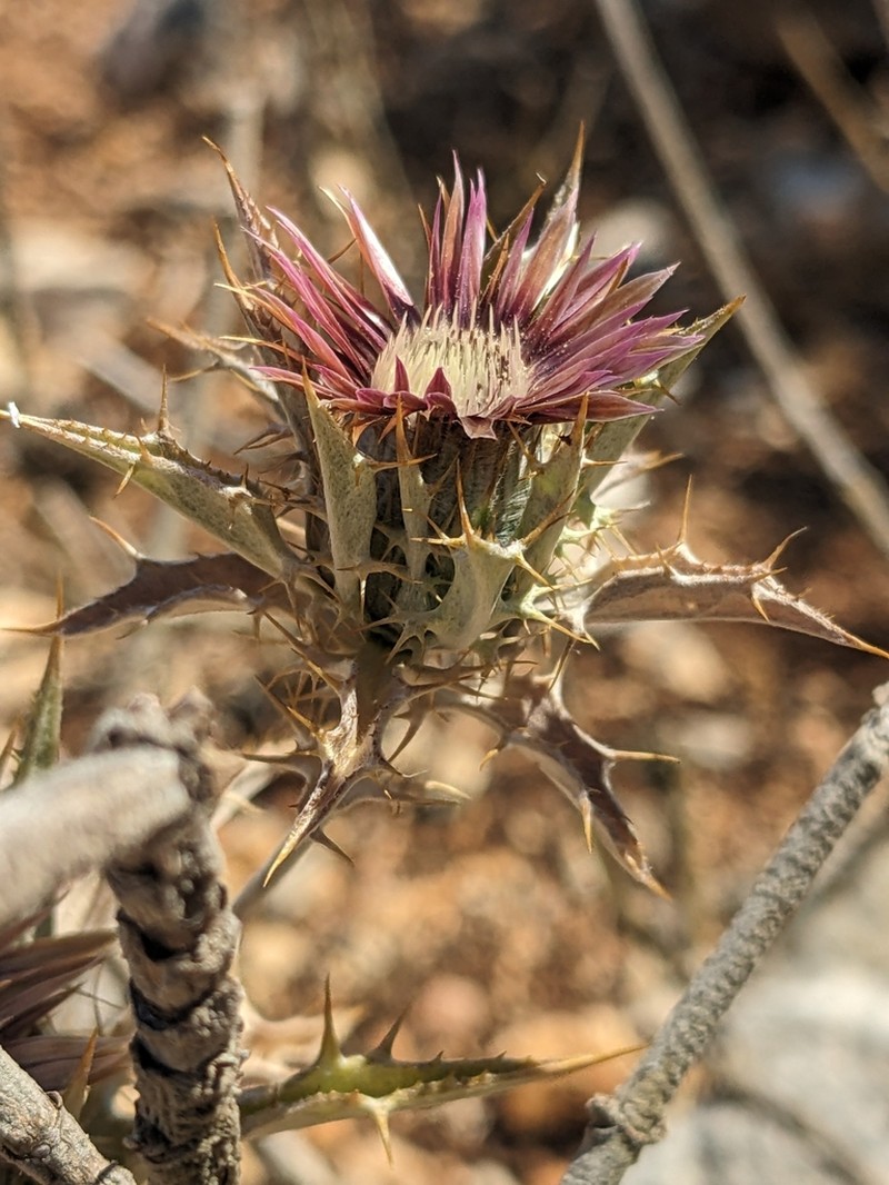Carlina lanata photo 4