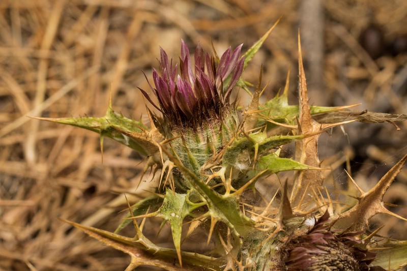 Carlina lanata photo 5