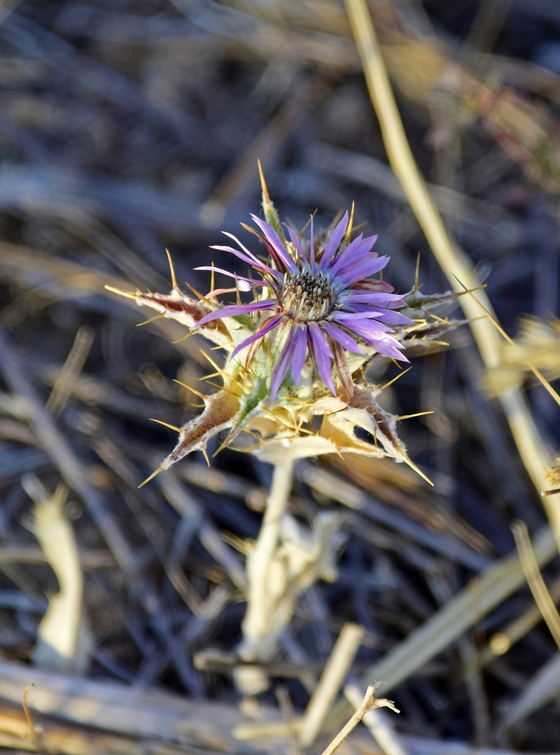 Carlina lanata photo 6