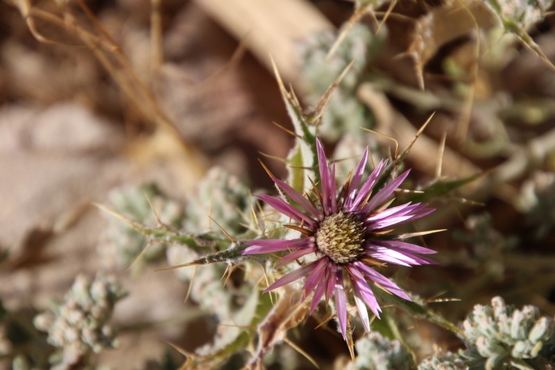 Carlina lanata photo 7