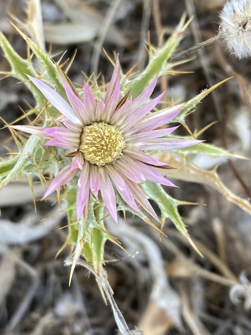 Carlina lanata photo 8