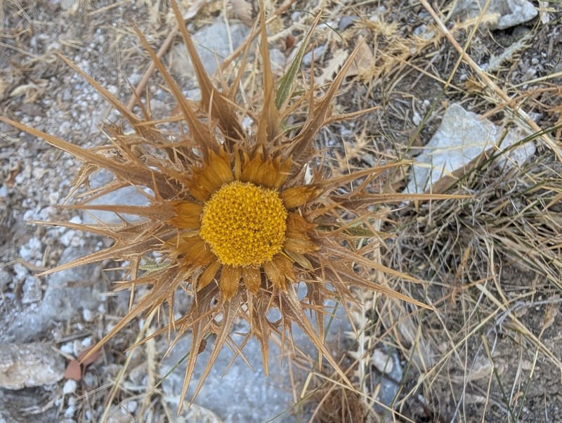 Carlina libanotica
