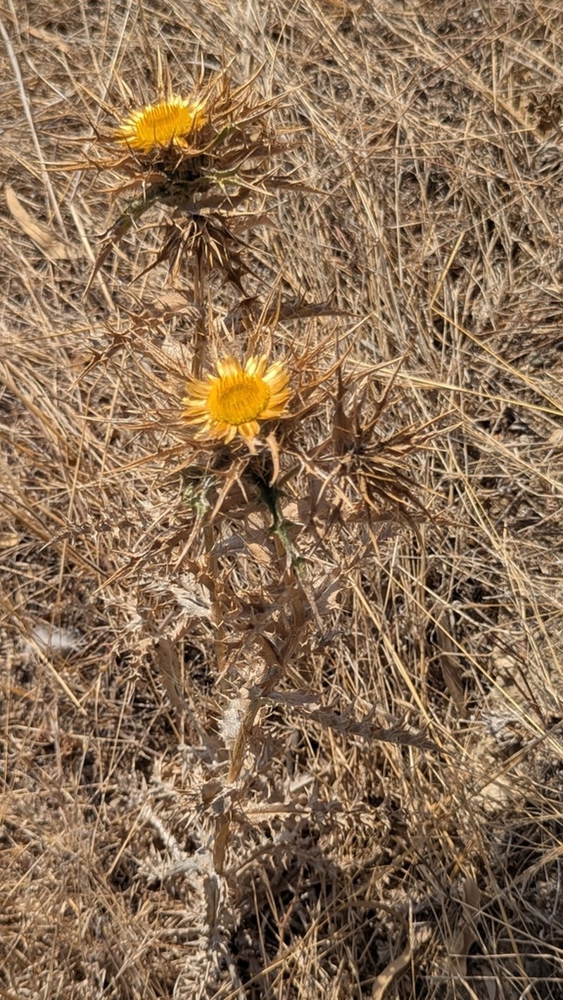 Carlina libanotica photo 2