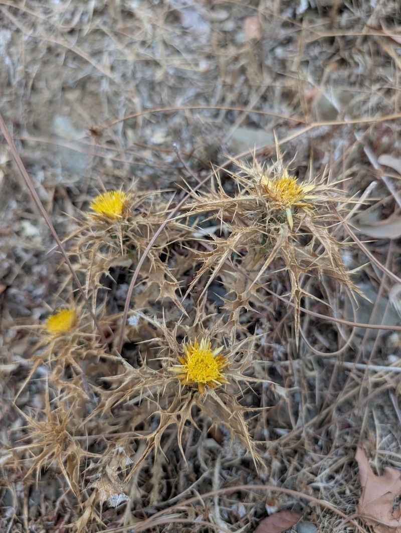 Carlina libanotica photo 3