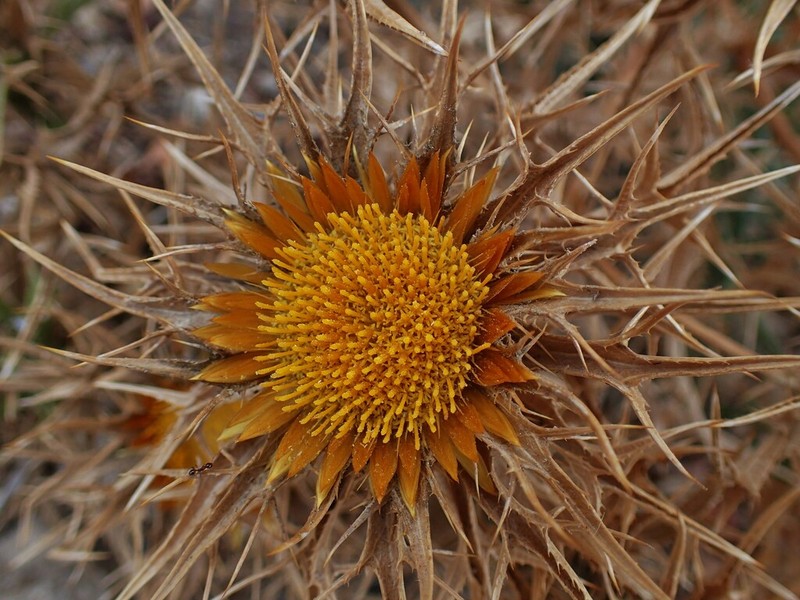 Carlina libanotica photo 4