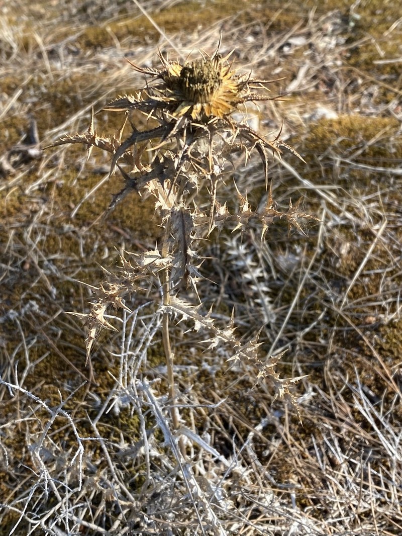 Carlina libanotica photo 5