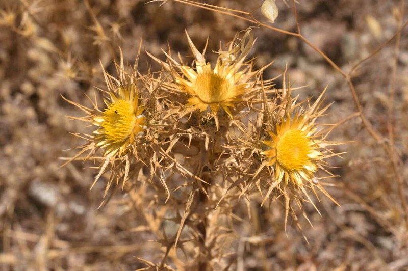 Carlina libanotica photo 6