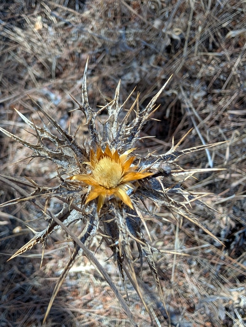 Carlina libanotica photo 7
