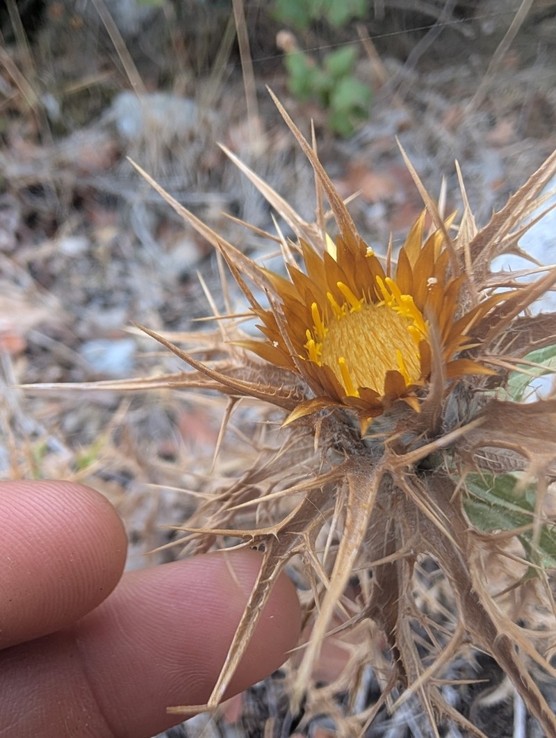 Carlina libanotica photo 8