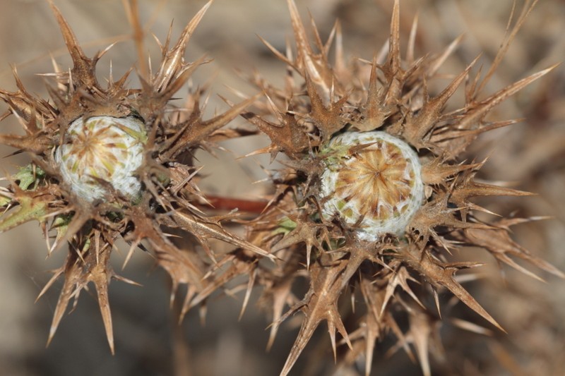 Carlina oligocephala