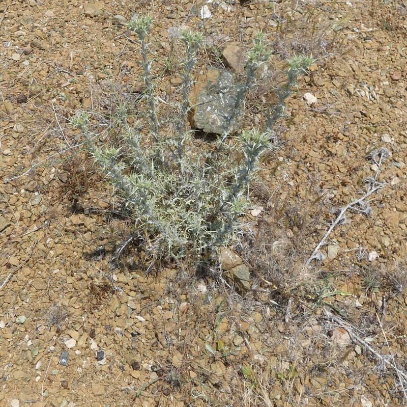Carlina oligocephala photo 2
