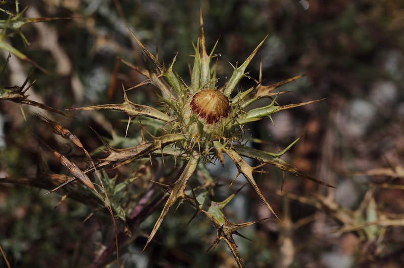 Carlina oligocephala photo 3