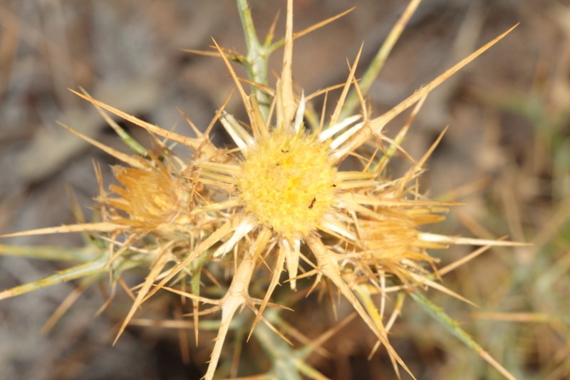 Carlina oligocephala photo 4