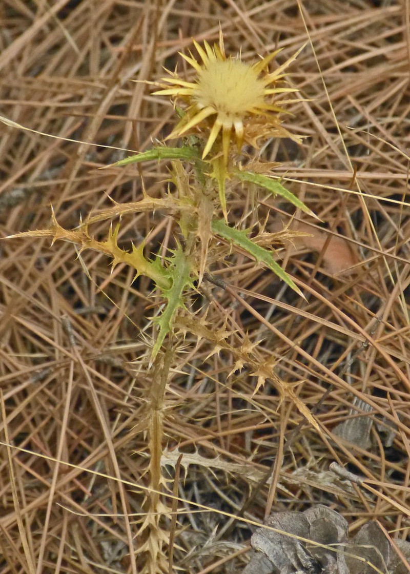 Carlina oligocephala photo 6