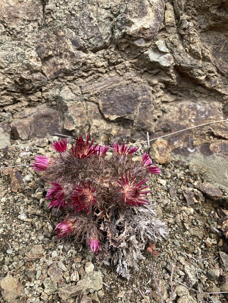 Carlina pygmaea