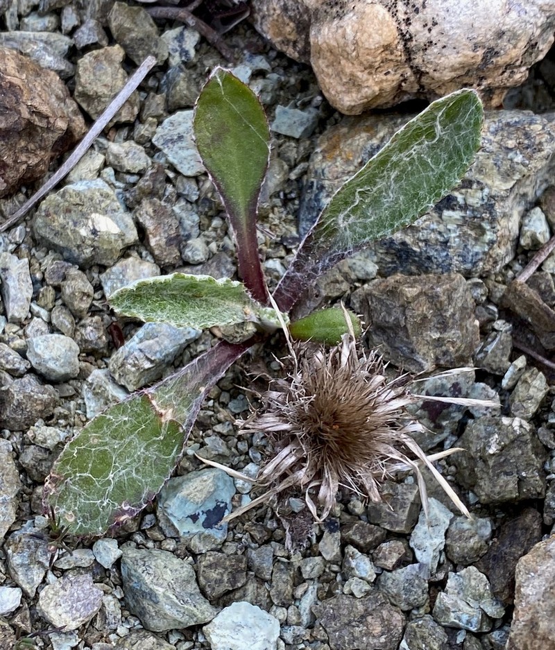 Carlina pygmaea photo 2