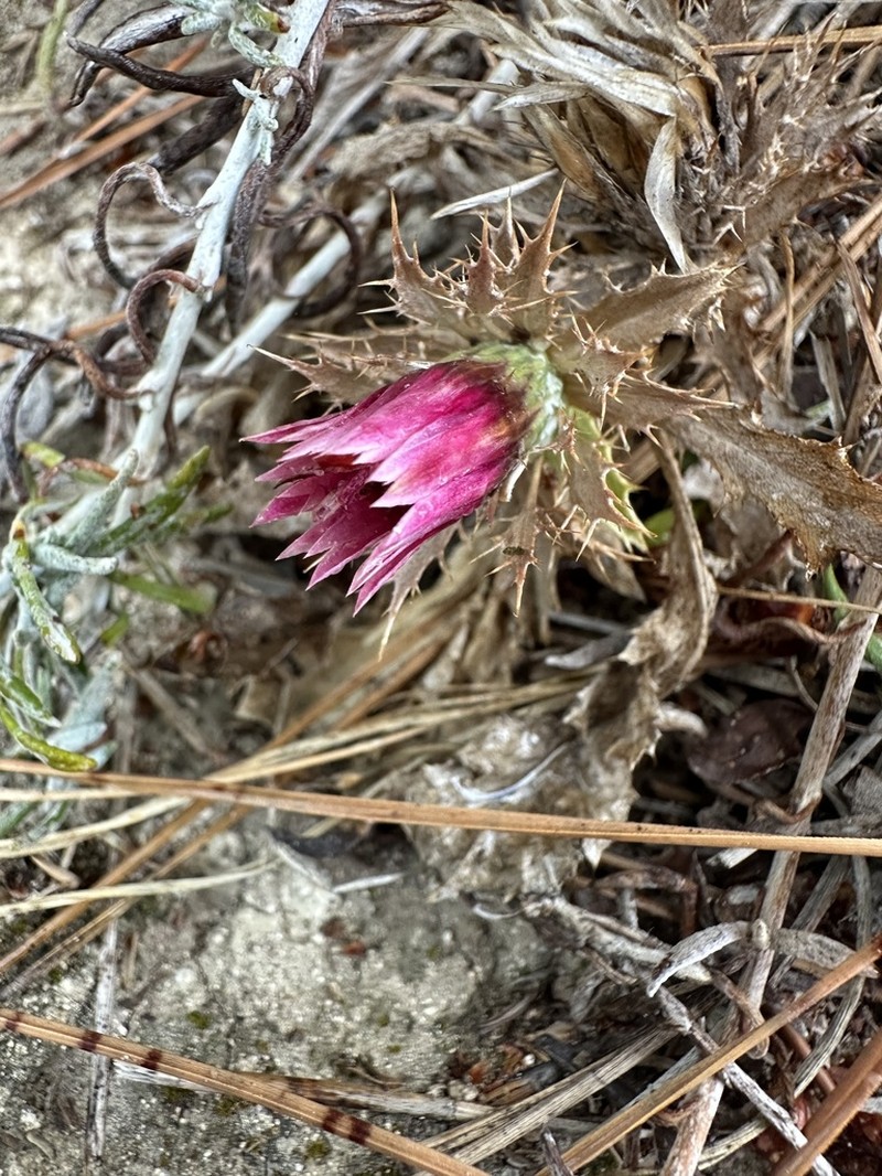Carlina pygmaea photo 3